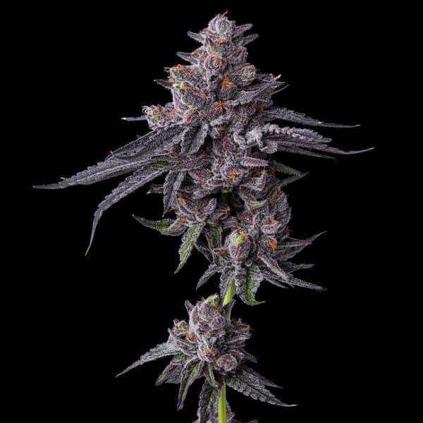 Zillions Samen >  Barneys Farm | Feminisierte Hanfsamen  |  Indica